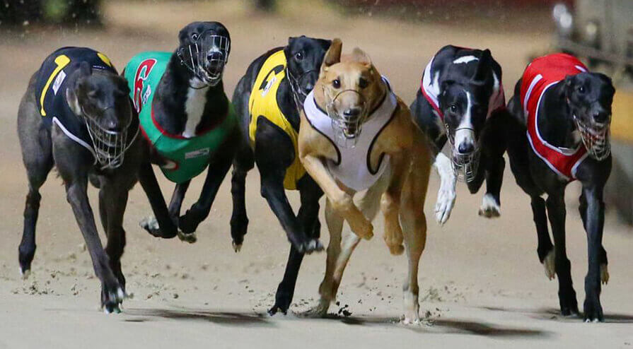 Sportweddenschappen Greyhound Racing Regels hoe te spelen? Spel proces